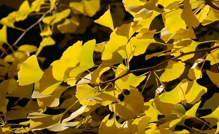 C`Ẻt