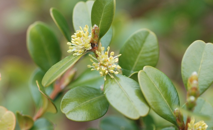 {bNXEbh̉ԁi炭nC݌ỸcQȂ̒؁C Buxus sempervirensj.