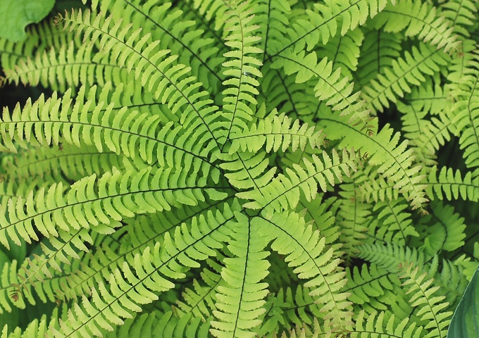 NWNV_