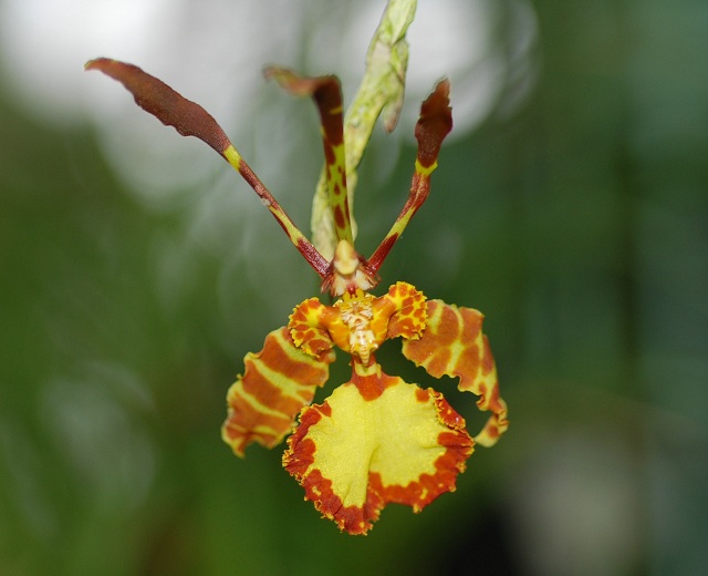 Psychopsis versteegiana