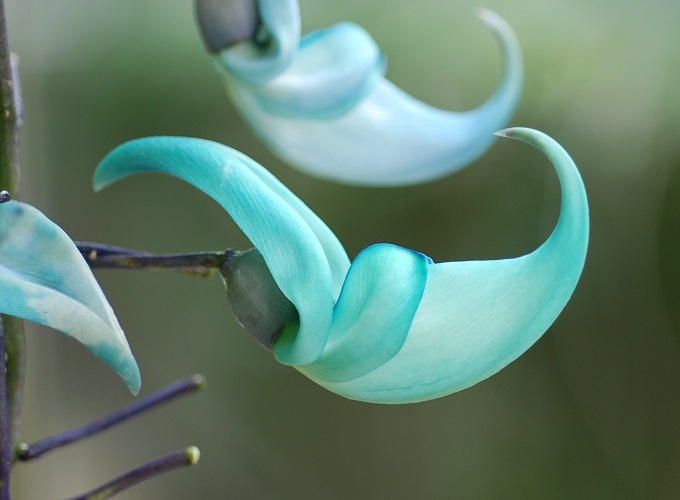 qXCJY (Jade vine)