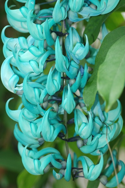 qXCJY (Jade vine)