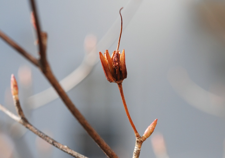 VVỈʎ