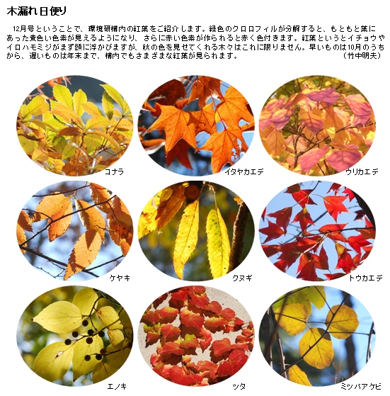 colored_leaves.jpg