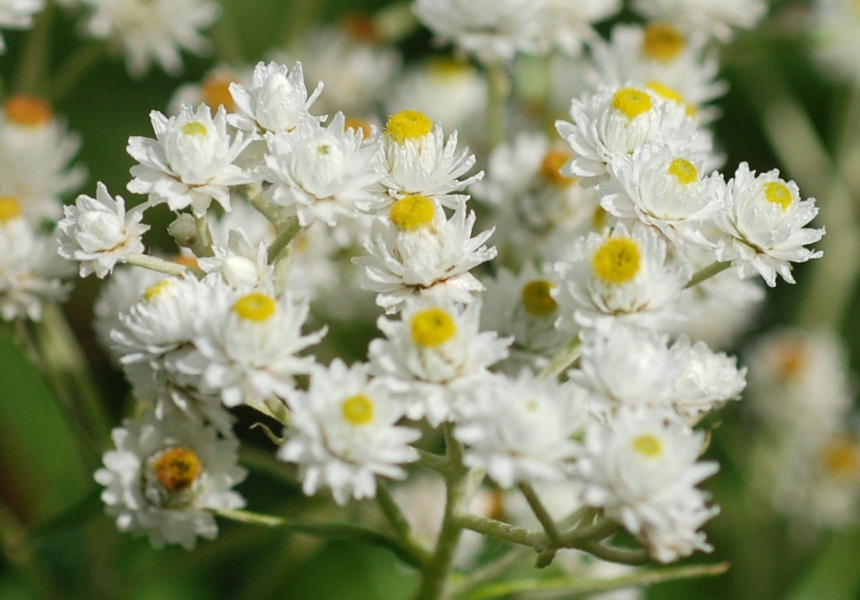 Anaphalis_margaritacea.jpg