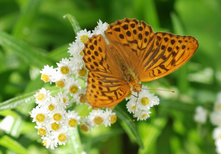 Argynnis_paphia.jpg