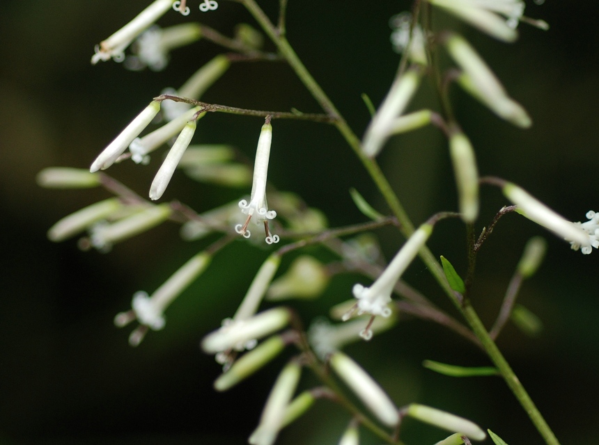 Parasenecio_adenostyloides.jpg