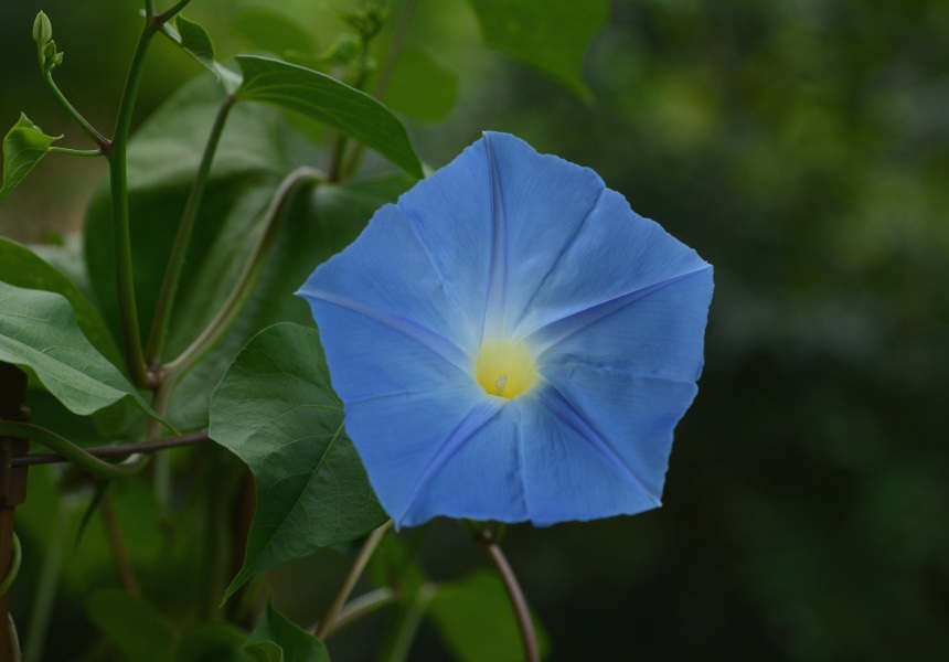 \CATKIiHeavenly Blue)