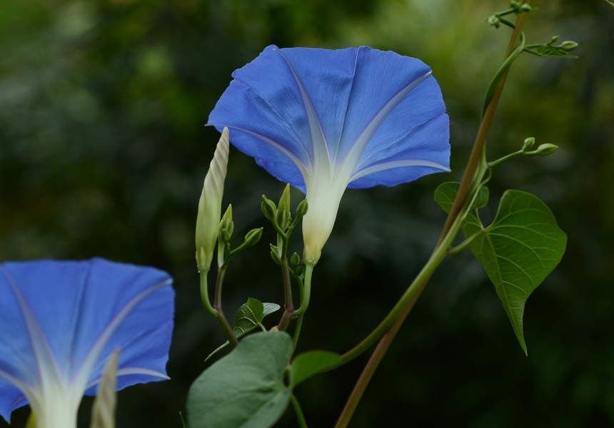 \CATKI (Heavenly Blue)
