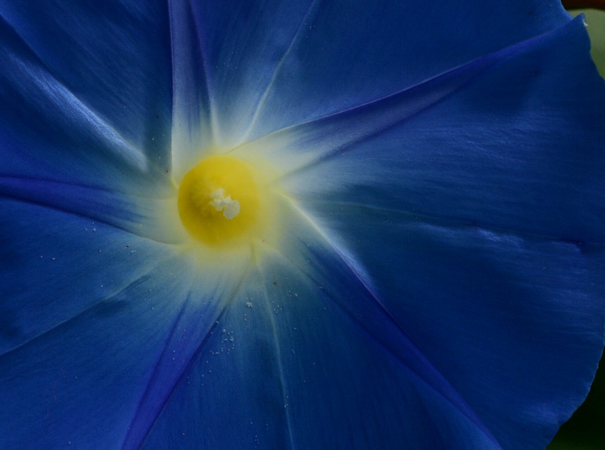 \CATKI(Heavenly Blue)