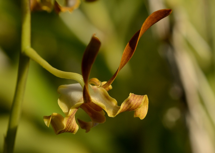 Dendrobium tangerinum