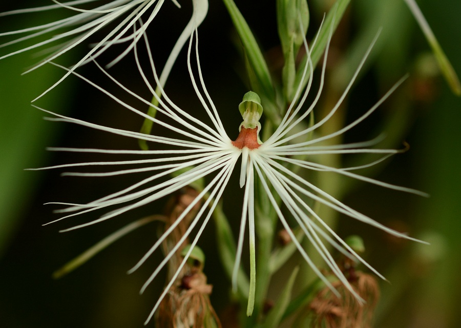 Habenaria medusa