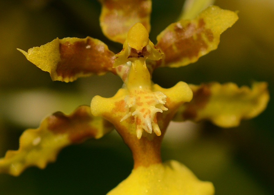 Oncidium baueri