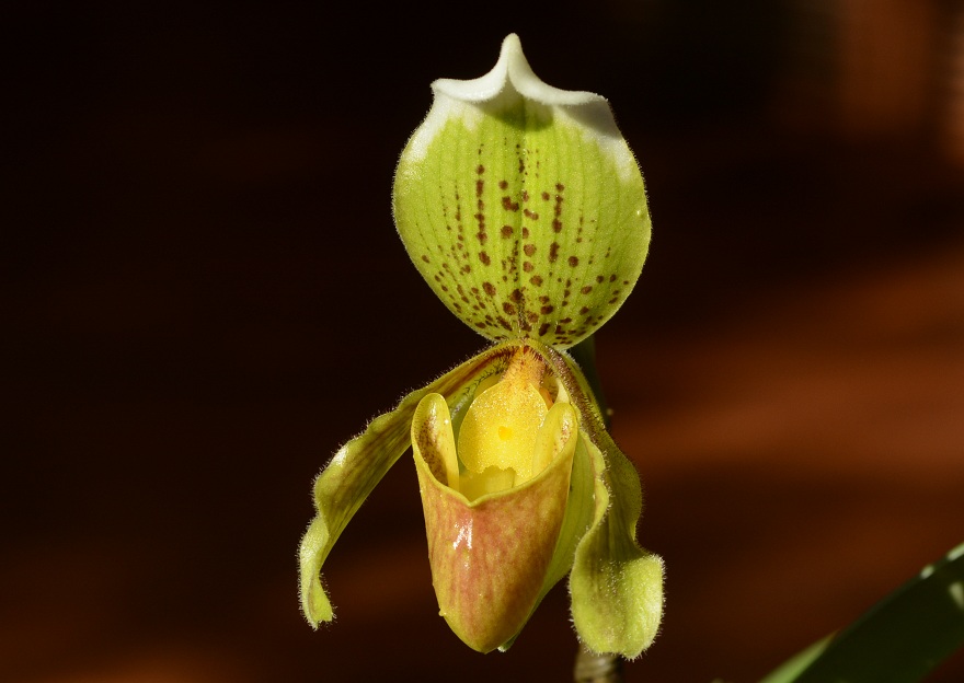 Paphiopedilum insigne
