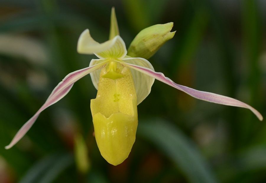 Phragmipedium sp.  MуAJɕz