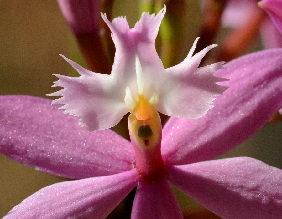  Epidendrum͔̍|i