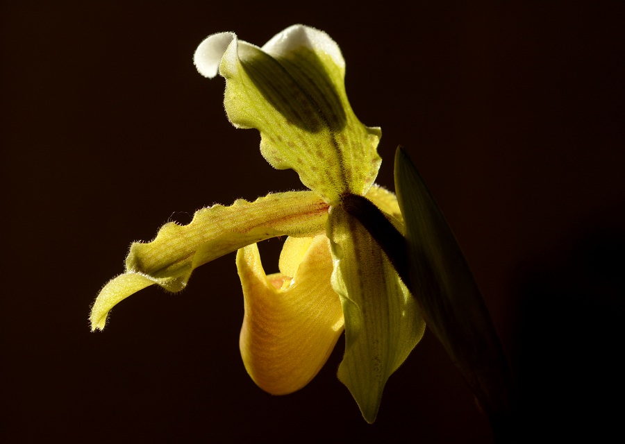 Paphiopedilum insigne