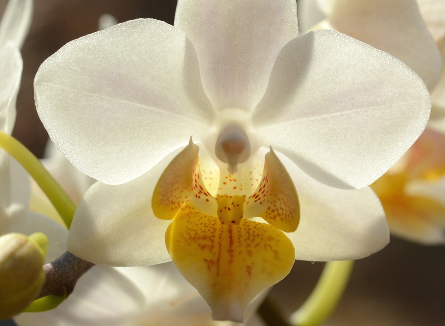  Phalenopsis ͔̍|i
