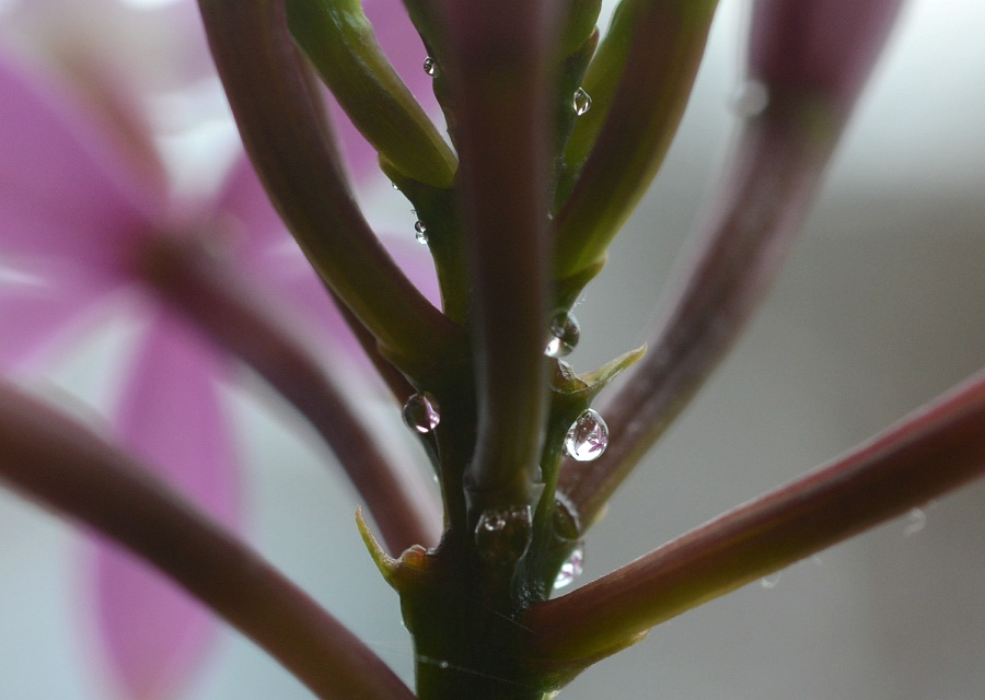  Epidendrum ̉|