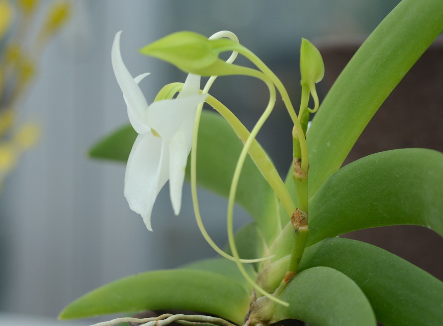 Angraecum leonis