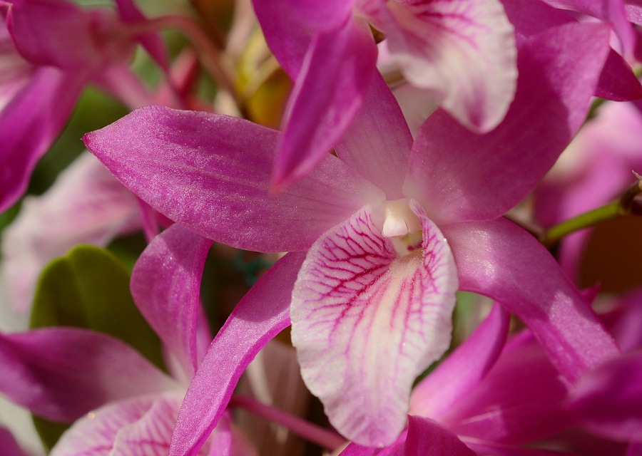 Dendrobium ͔̍|