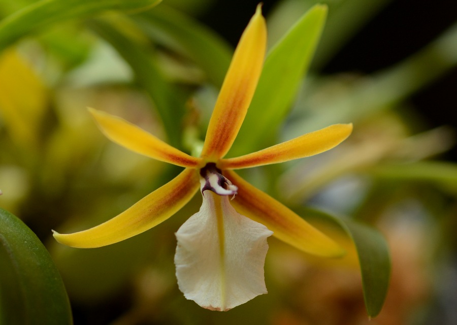 Dinema polybulbon