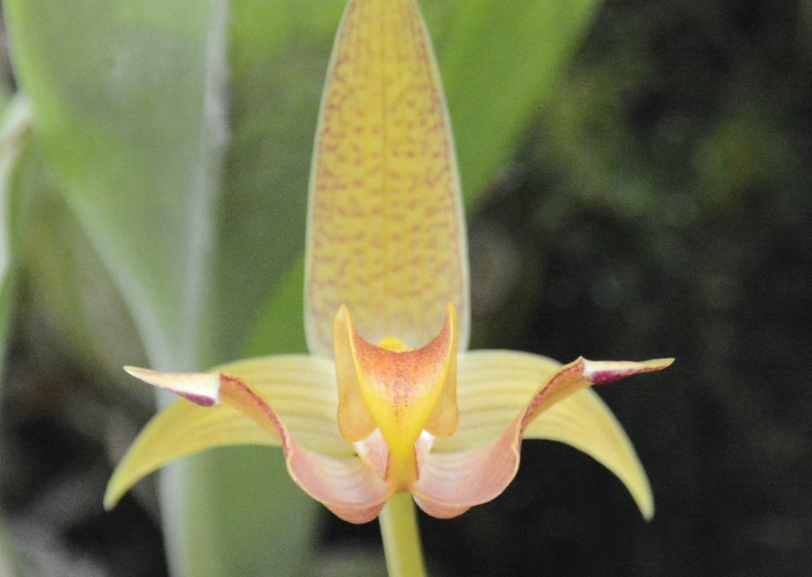 Bulbophyllum lobbii