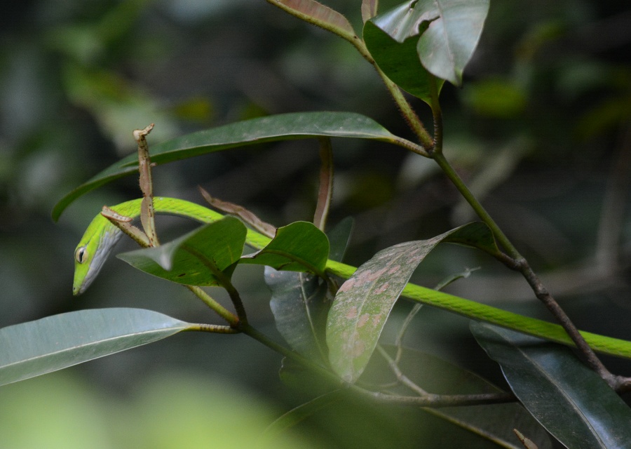 Oriental whip shake (Ahaetulla prasina)