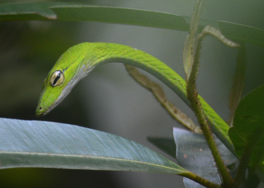 Oriental whip shake (Ahaetulla prasina) 