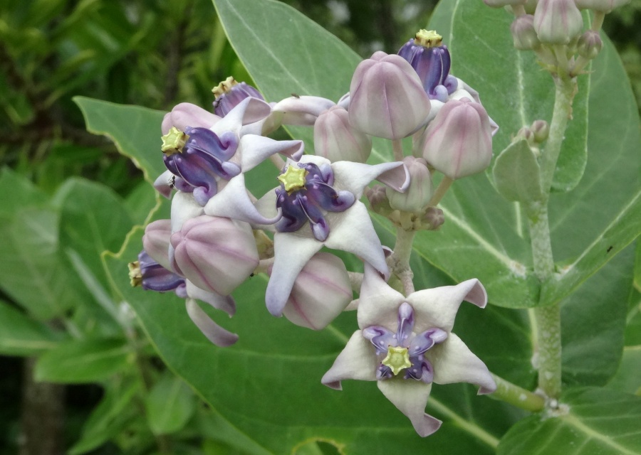 LE`NgEȁiKKCȁj̈A Calotropis gigantea