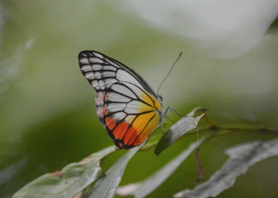 炭 Delias hyparete metarete