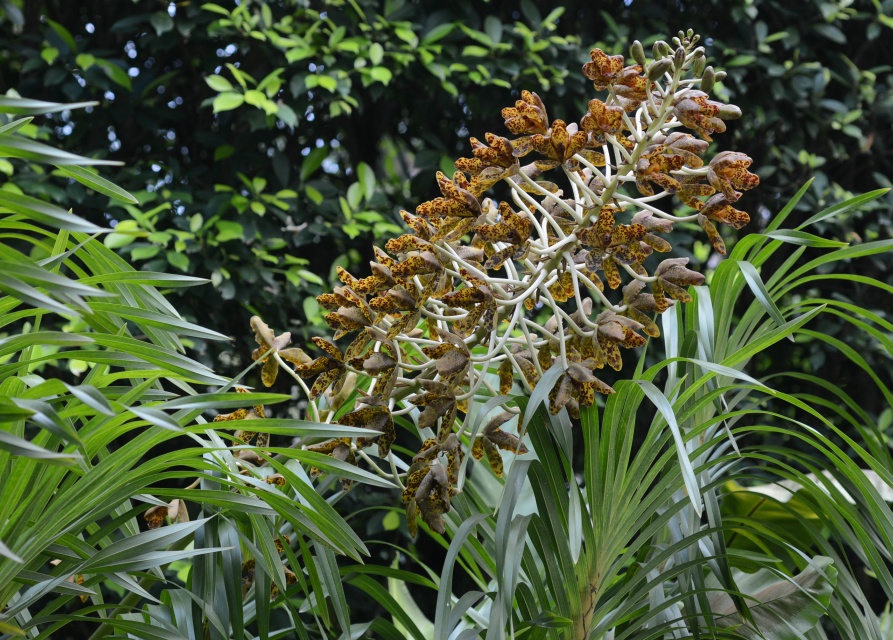 Grammatophyllum speciosum