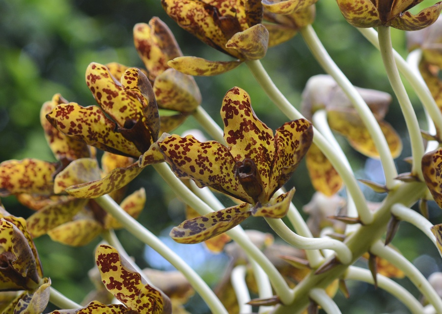Grammatophyllum speciosum