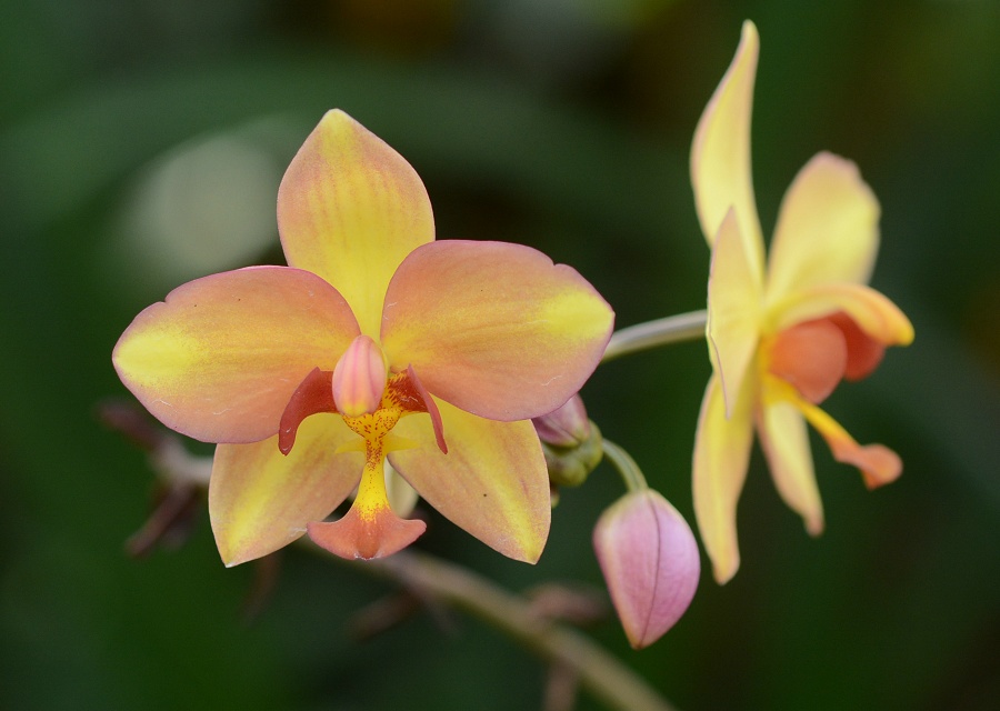 Rhyncostylis coelestis) 