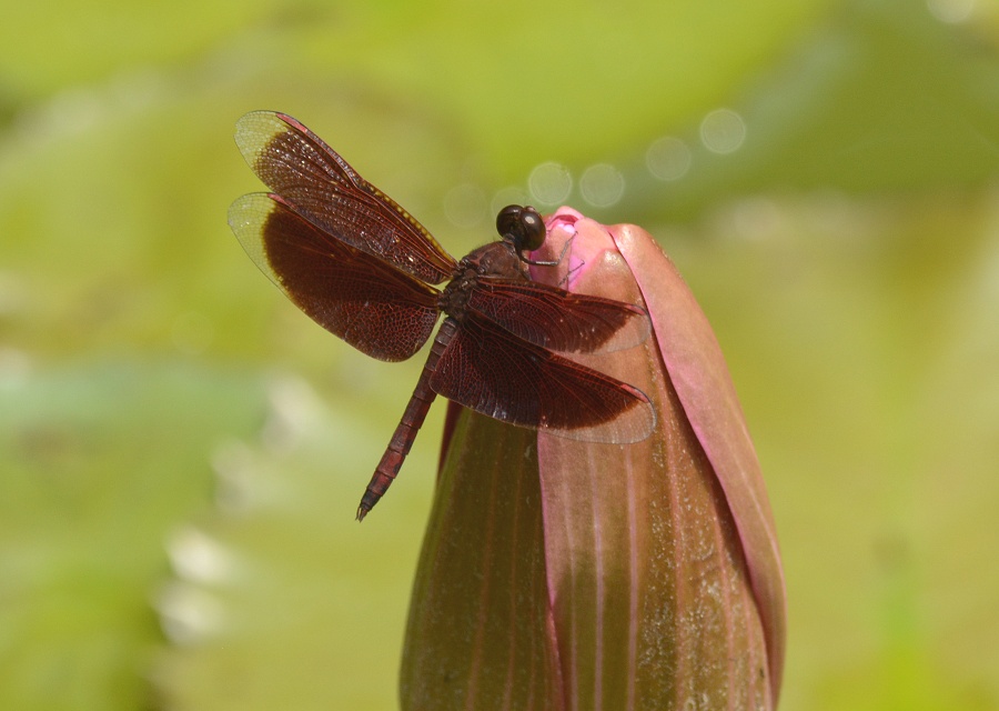 Neurothemis fluctuans