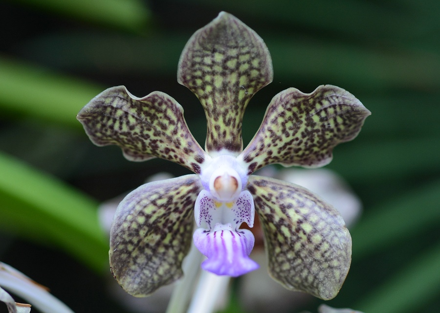  Papilionanda iԌzj