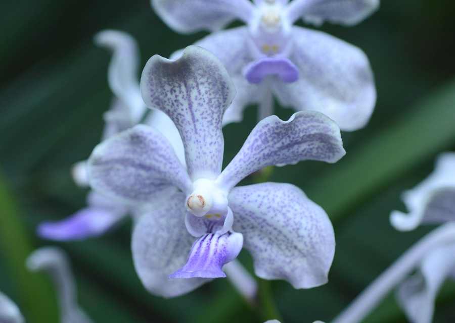 Vanda z