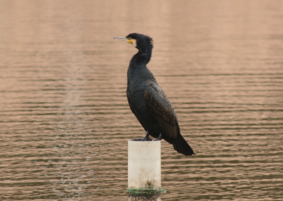 ÂɘȂރJE