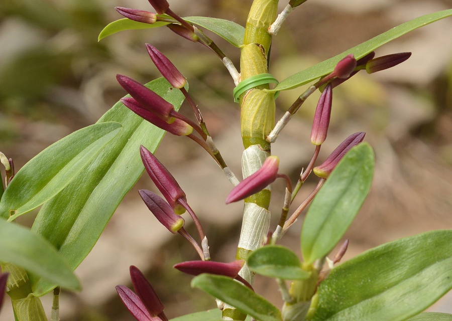 Dendrobium ̉|i
