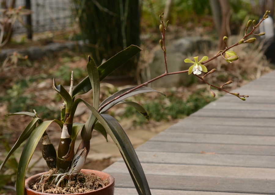 Encyclia