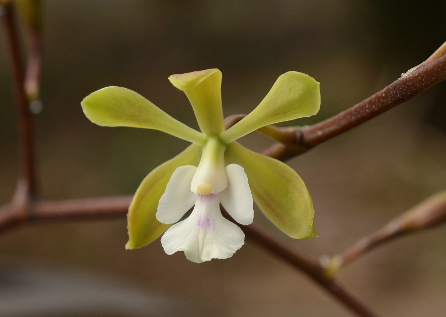 Encyclia