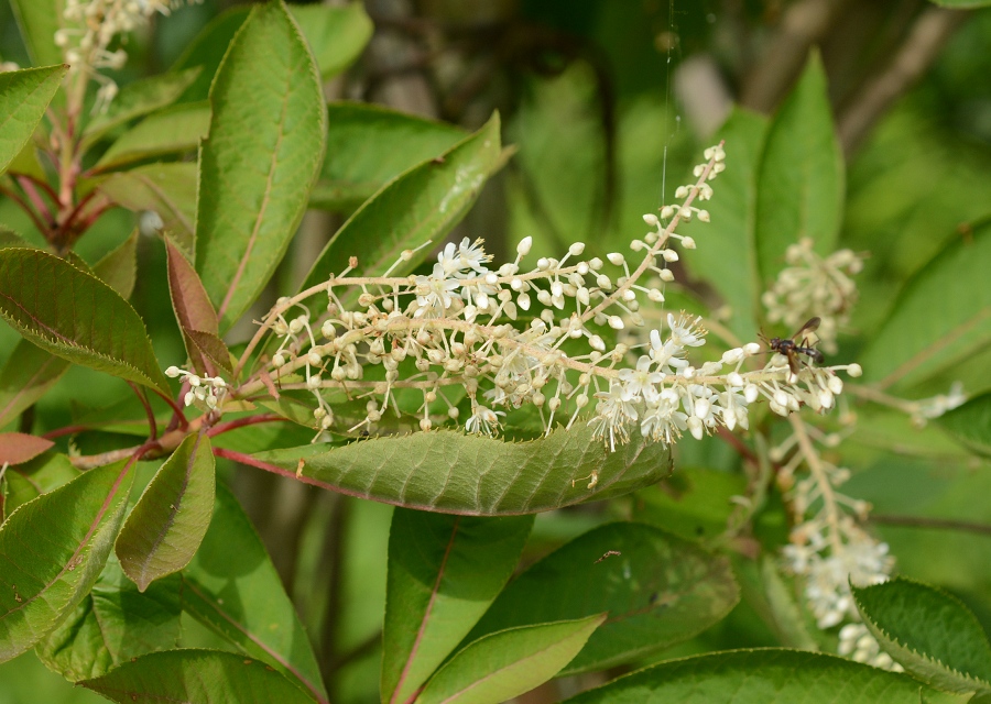 Eủ