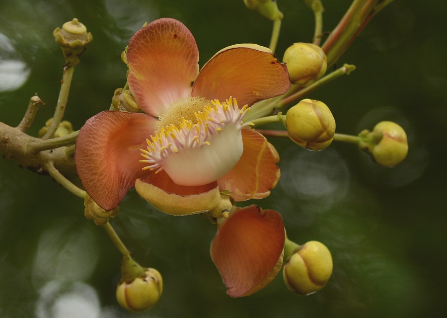 zEKmL Couroupita guianensis ̉