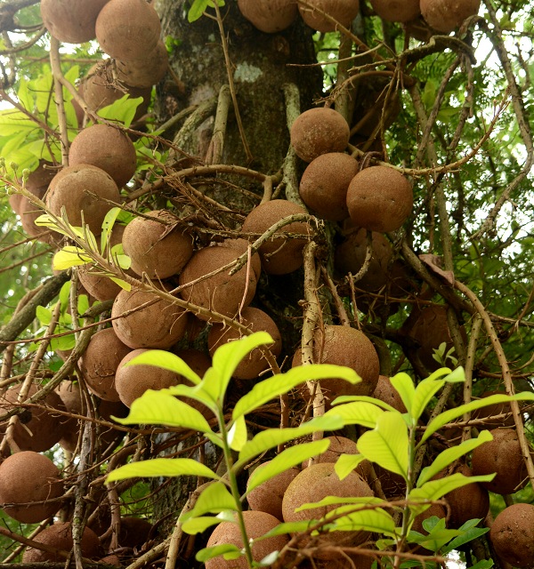 zEKmL Couroupita guianensis ̎