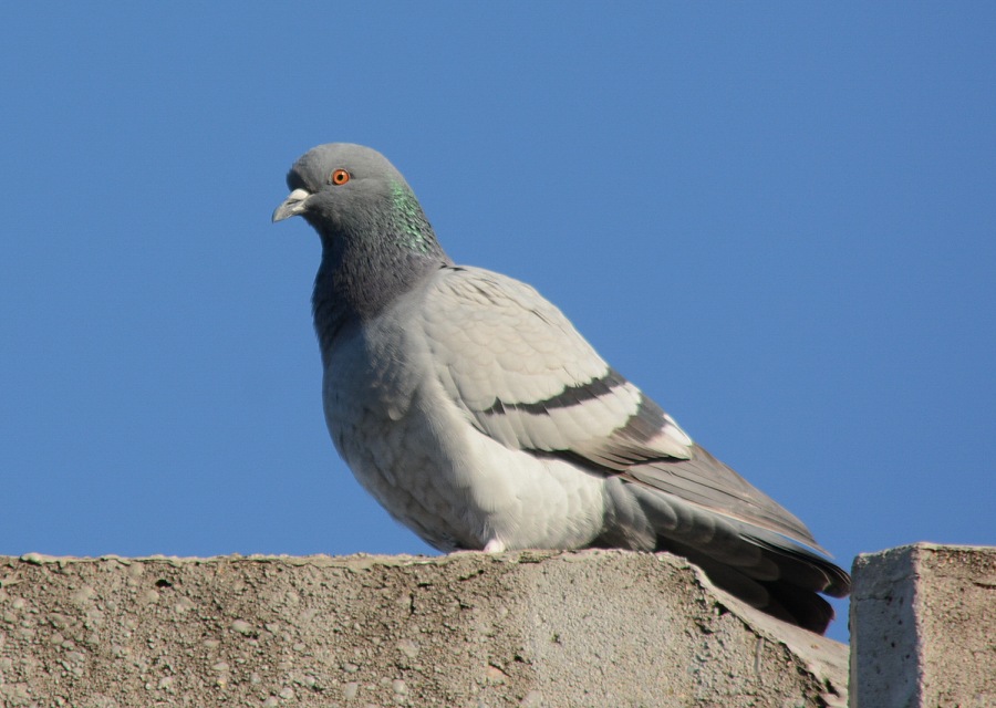 hogiJogj