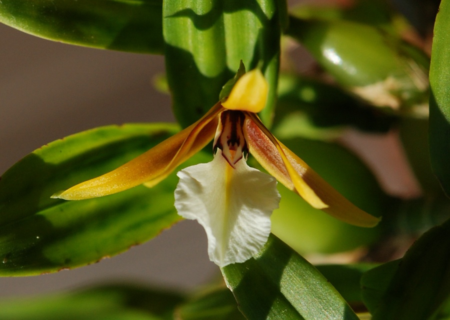 Dinema polybulbon