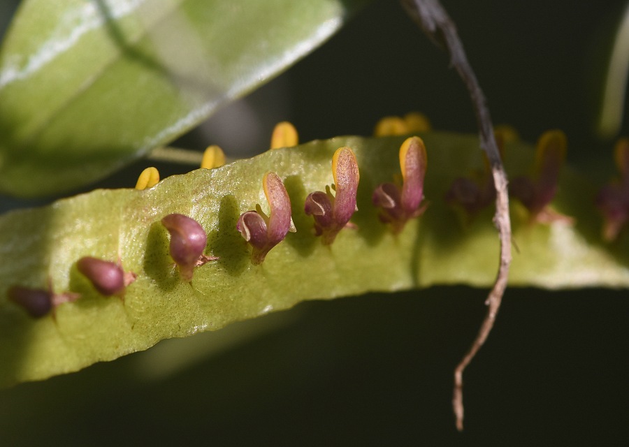 Bulbophyllum falcatum