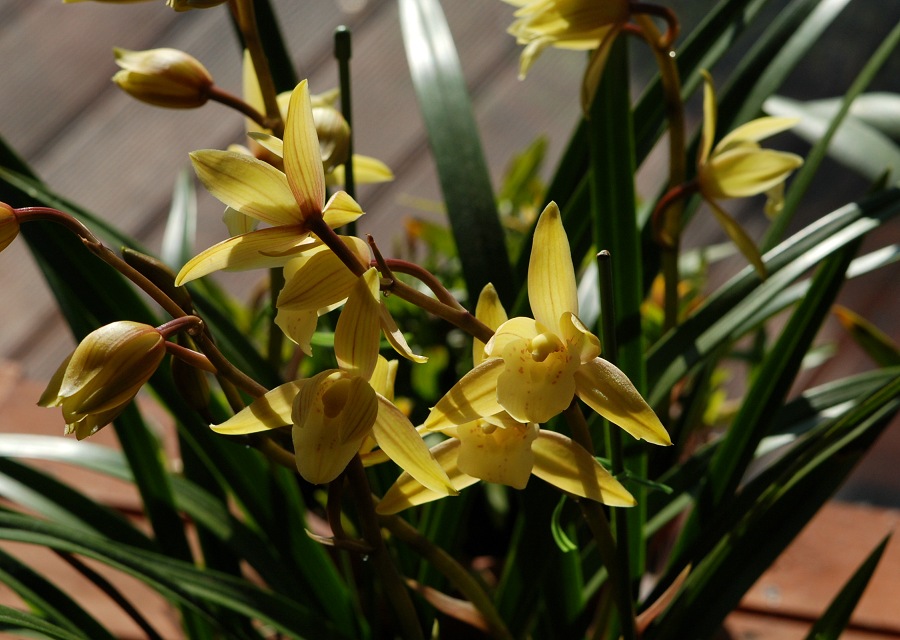 Cymbidium ̉|iu~Jv