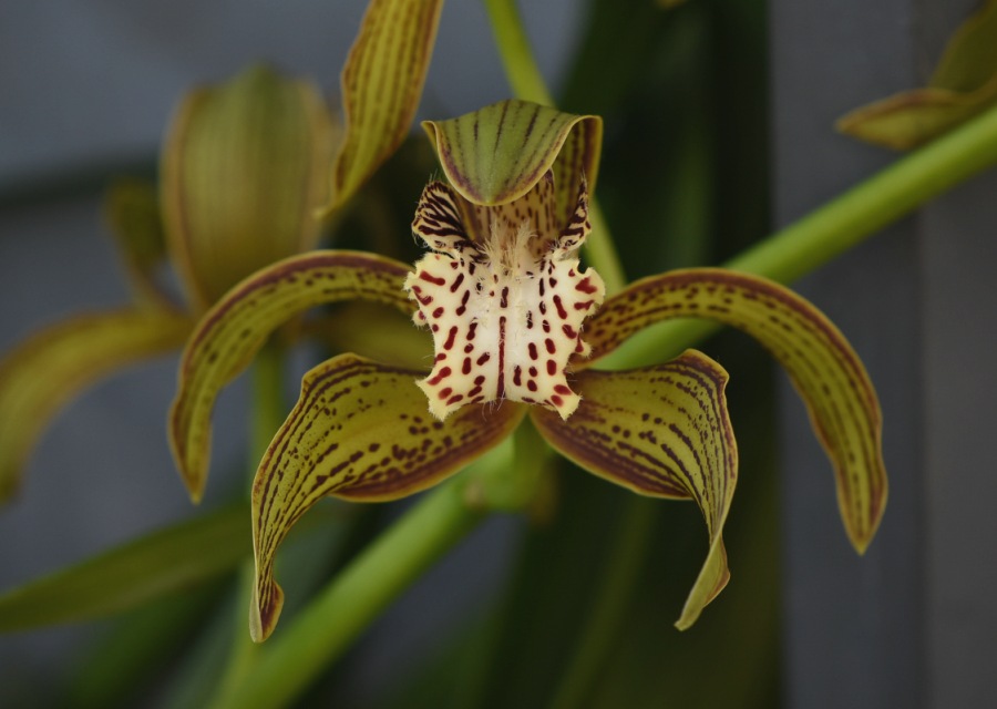 Cymbidium tracyanumi}gA