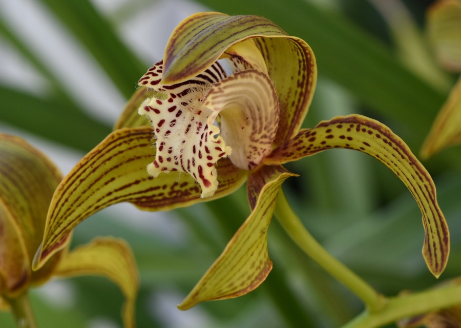 Cymbidium tracyanumi}gA